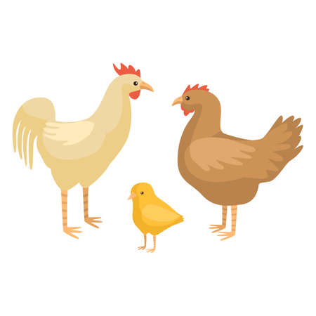Set chicken family isolated on white background. Funny cartoon character farm chick, hen and rooster color. Flat bird for any purposes design. Vector illustration.のイラスト素材
