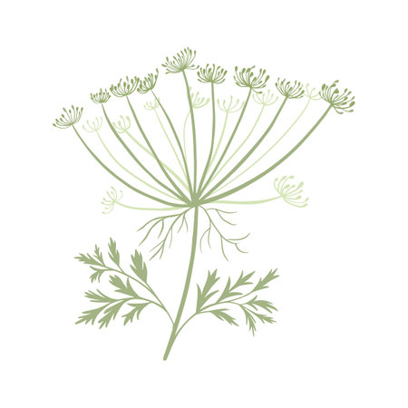 Green sprig herb isolated on white background. Decorative design in doodle style for any purpose. Vector illustration.のイラスト素材