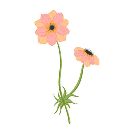 Beautiful stem anemone isolated on white background. Spring flower pink in doodle style for any purpose. Vector illustration.のイラスト素材