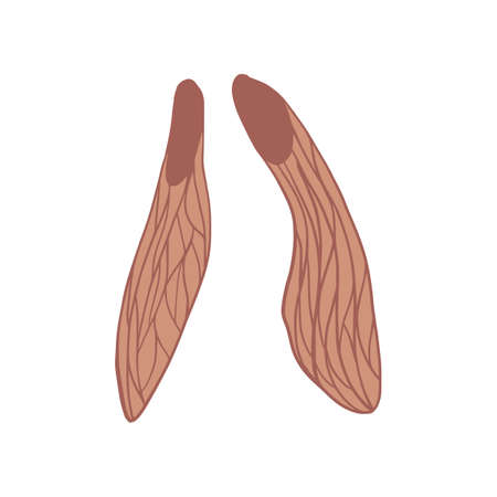 Fall Fraxinus seed isolated on white background. Decorative design in doodle style for any purpose. Vector illustration.のイラスト素材