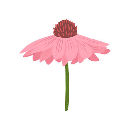 Gerbera pink closeup isolated on white background. Spring flower in doodle style for any purpose. Vector illustration.のイラスト素材