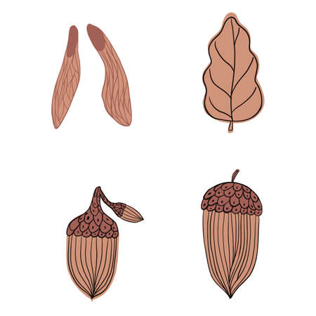 Set autumn elements isolated on white background. Decorative design Fraxinus seed, leaf and acorn in doodle style for any purpose. Vector illustration.のイラスト素材