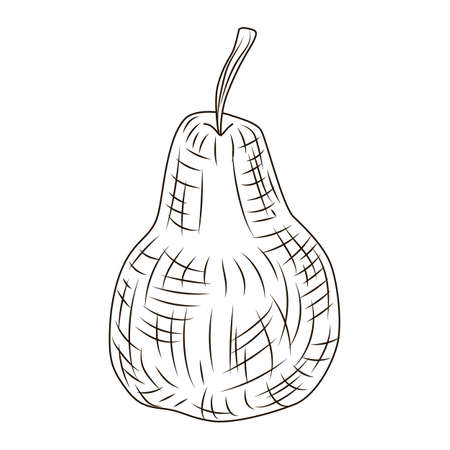 Pear in engraved style isolated on white background. Vintage sketch outline fruit close up. Vector illustration designのイラスト素材