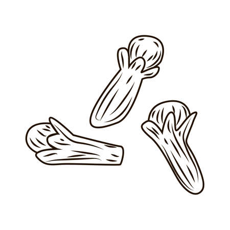 Clove in engraved style isolated on white background. Vintage sketch outline spice close up. Vector illustration design.のイラスト素材