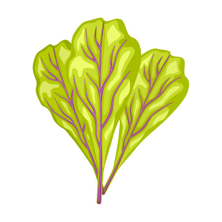 Mangold leaves isolated on white background. Kind salad in flat style. Agriculture symbol for any purpose.Design vector illustration.のイラスト素材