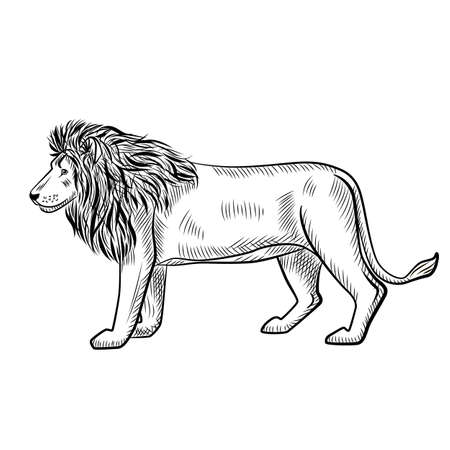 Lion isolated on white background. Sketch graphic predator of savannah in engraving style. Design retro black and white drawing. Vector illustration.のイラスト素材