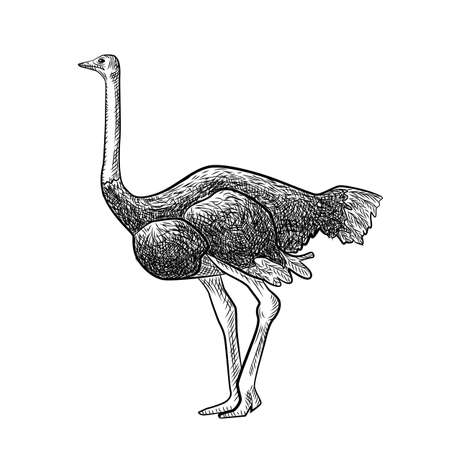 Ostrich isolated on white background. Sketch graphic big bird of savannah in engraving style. Design retro black and white drawing. Vector illustration.のイラスト素材