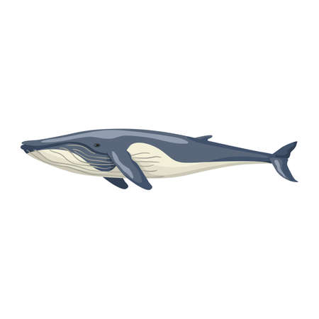 Fin whale isolated on white background. Cartoon character of ocean for children. Simple print with marine mammal. Design for any purposes. Vector illustration.のイラスト素材