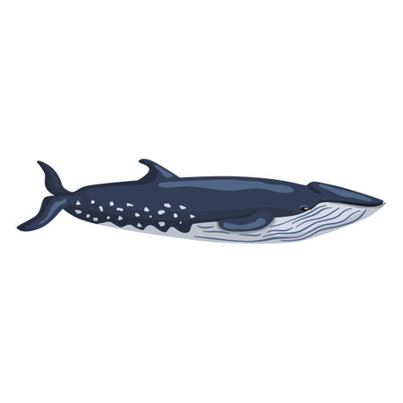 Sei whale isolated on white background. Cartoon character of ocean for children. Simple print with marine mammal. Design for any purposes. Vector illustration.のイラスト素材