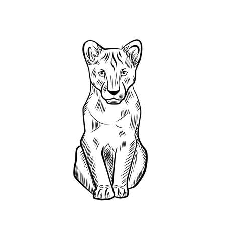 The lion cub isolated on white background. Sketch graphic kid predator of savannah in engraving style. Design retro black and white drawing. Vector illustration.のイラスト素材