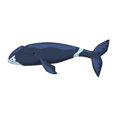 Bowhead whale isolated on white background. Cartoon character of ocean for children. Simple print with marine mammal. Design for any purposes. Vector illustration.のイラスト素材