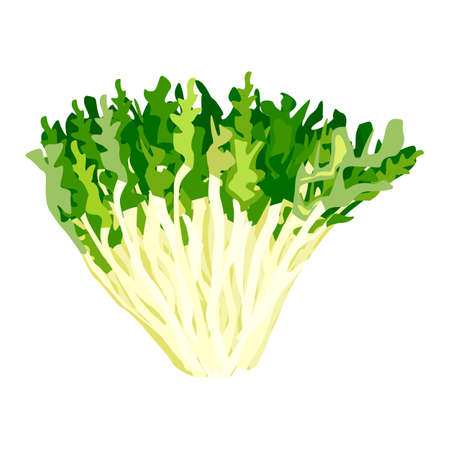 Frizee lettuce isolated on white background. Kind salad in flat style. Agriculture symbol for any purpose.Design vector illustration.のイラスト素材