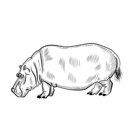 Hippopotamus isolated on white background. Sketch graphic animal powerful savannah in engraving style. Design retro black and white drawing. Vector illustration.のイラスト素材