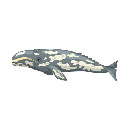 Gray whale isolated on white background. Cartoon character of ocean for children. Simple print with marine mammal. Design for any purposes. Vector illustration.のイラスト素材