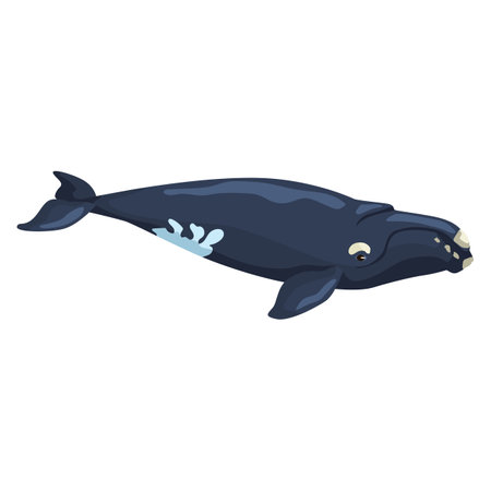 Right whale isolated on white background. Cartoon character of ocean for children. Simple print with marine mammal. Design for any purposes. Vector illustration.のイラスト素材