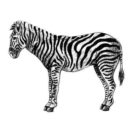 Zebra isolated on white background. Sketch graphic striped animal savanna in engraving style. Design retro black and white drawing. Vector illustration.のイラスト素材