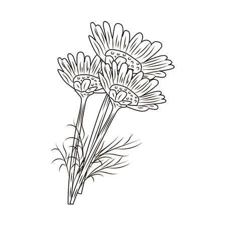 Chamomile isolated on white background.Flowers in engraved style. Vintage sketch black outline close up. Vector illustration design.のイラスト素材