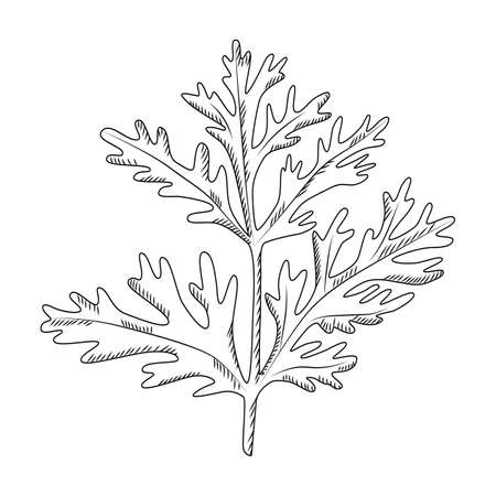 Wormwood isolated on white background. Wild plant in engraved style. Vintage sketch black outline close up. Vector illustration design.のイラスト素材