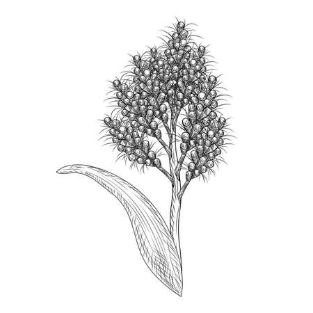 Sorghum isolated on white background. Wild plant in engraved style. Vintage sketch black outline close up. Vector illustration design.のイラスト素材