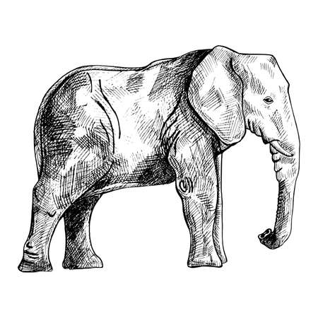 Elephant isolated on white background. Sketch graphic big animal savanna in engraving style. Design retro black and white drawing. Vector illustration.のイラスト素材