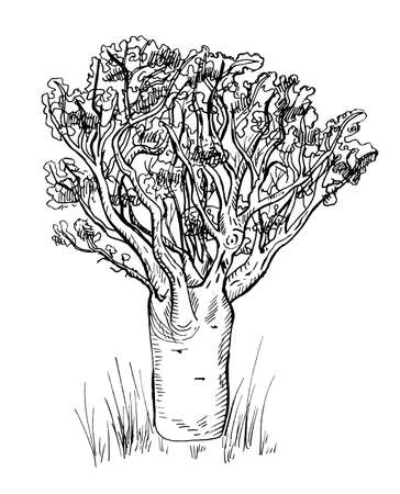 Baobab isolated on white background. Retro silhouette african tree. Vintage savannah in engraving. Design vector illustration.のイラスト素材