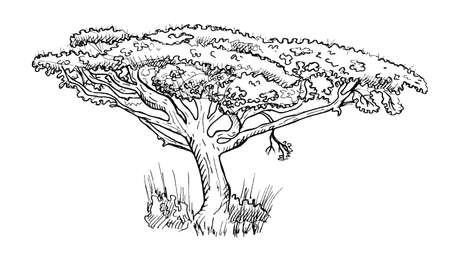 Acacia twisted isolated on white background. Retro silhouette african tree. Vintage savannah in engraving. Design vector illustration.のイラスト素材