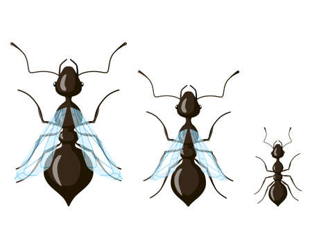 Queen, male, worker ant isolated on white background. Class distribution of insects. Vector illustration.のイラスト素材