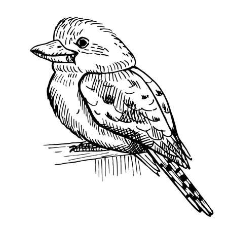 Vintage illustration of kookaburra on isolated white background. Vector illustration animal from Australian. Retro design character wildlife in engraving style.のイラスト素材