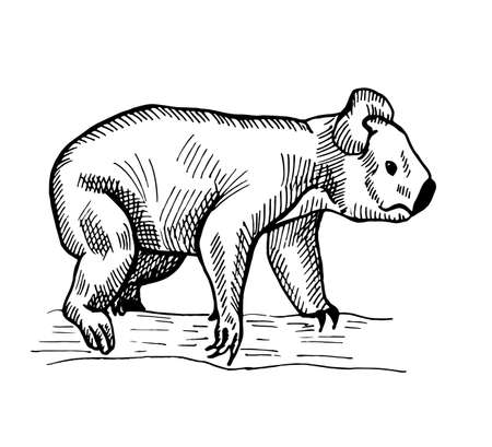 Vintage illustration of koala on isolated white background. Vector illustration animal from Australian. Retro design character wildlife in engraving style.のイラスト素材