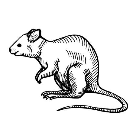 Vintage illustration of quokka on isolated white background. Vector illustration animal from Australian. Retro design character wildlife in engraving style.のイラスト素材