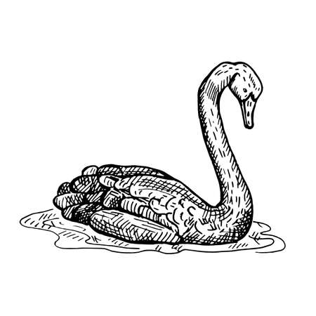 Vintage illustration of black swan on isolated white background. Vector illustration animal from Australian. Retro design character wildlife in engraving style.のイラスト素材