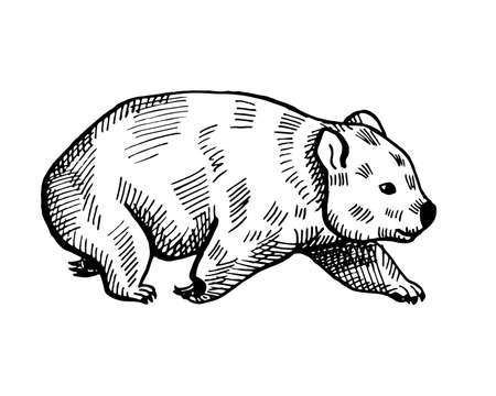 Vintage illustration of wombat on isolated white background. Vector illustration animal from Australian. Retro design character wildlife in engraving style.のイラスト素材