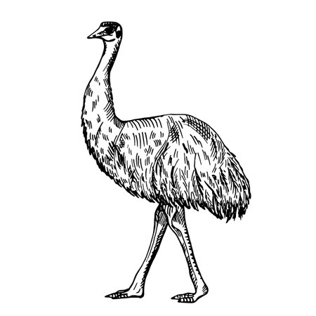 Vintage illustration of emu on isolated white background. Vector skerch animal from Australian. Retro design character wildlife in engraving style.のイラスト素材