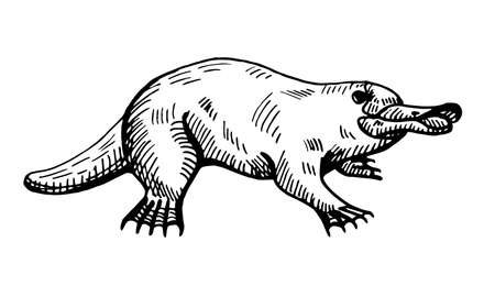 Vintage illustration of platypus on isolated white background. Vector illustration animal from Australian. Retro design character wildlife in engraving style.のイラスト素材