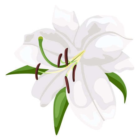 White lily isolated on white background. Beautiful wedding flower, symbol easter and happy in flat style. Vector illustrationのイラスト素材