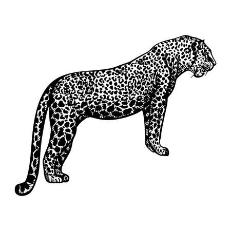 Leopard in engraving style isolated on white background. Hand drawn animal. Vintage sketch cheetah. Tropical print predator. Vector graphic illustration.のイラスト素材