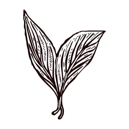 Engraving leaves lemon isolated on white background. Hand drawn leaf tea lemon or lime. Vintage design branch citrus in sketch style for juice labels, packages and study books. vector illustrations.のイラスト素材