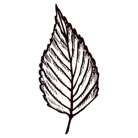 Engraved tree leaf in isolated white background. Vintage botanical autumn foliage in hand drawn style. Vector sketch design for poster, print, book illustration, tattoo.のイラスト素材