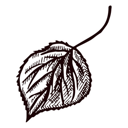 Birch leaf engraved in isolated white background. Retro tree foliage in hand drawn style. Vector sketch design for poster, print, book illustration, tattoo.のイラスト素材