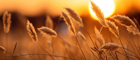 Photo for Tranquil sunset over field, tall grasses swaying, golden rays illuminating dried flowers. AI generative. - Royalty Free Image