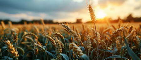Young green wheat ears touched by the soft light of dawn, dotted with morning dew.の素材