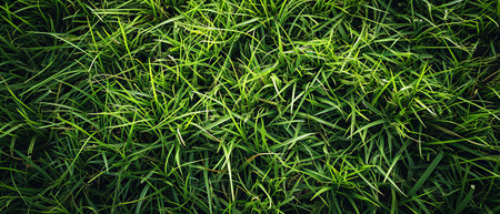 Close-up of dense green grass with a variety of leaf shapes, showing rich texture and color variations.の素材