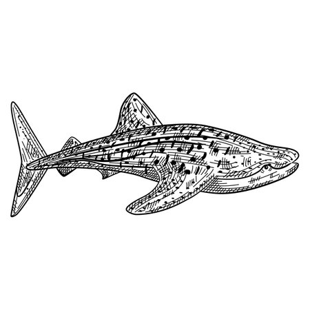 Whale shark isolated on white background in engraving. Cartoon character of ocean for children. Simple print with marine mammal. Design for any purposes. Vector illustration.のイラスト素材
