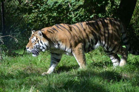 A tiger in a safari park の写真素材
