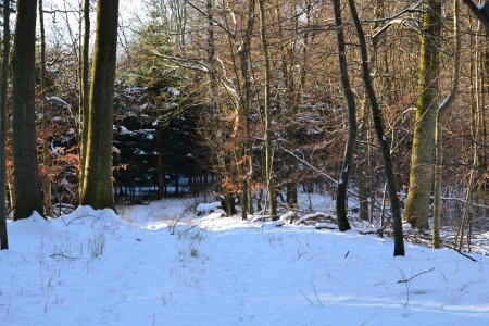 Winter in the Danish beech forest の写真素材