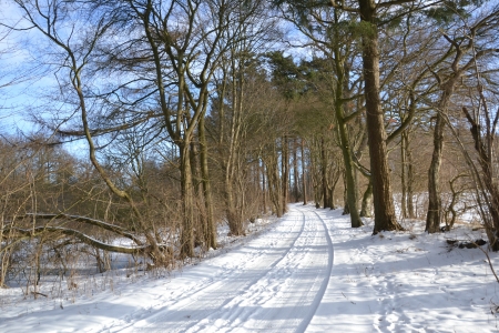 Road through Lysemose on Lollandの写真素材