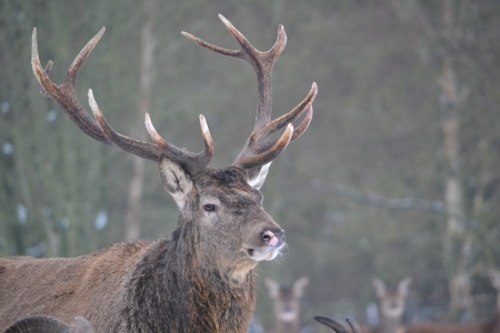 Denmark s largest deer are antleredの写真素材