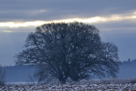 Winter picture of the old oak tree の写真素材