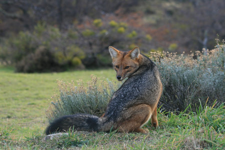 Coyote looking backの写真素材