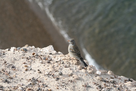 Single Finch bird on the edgeの写真素材